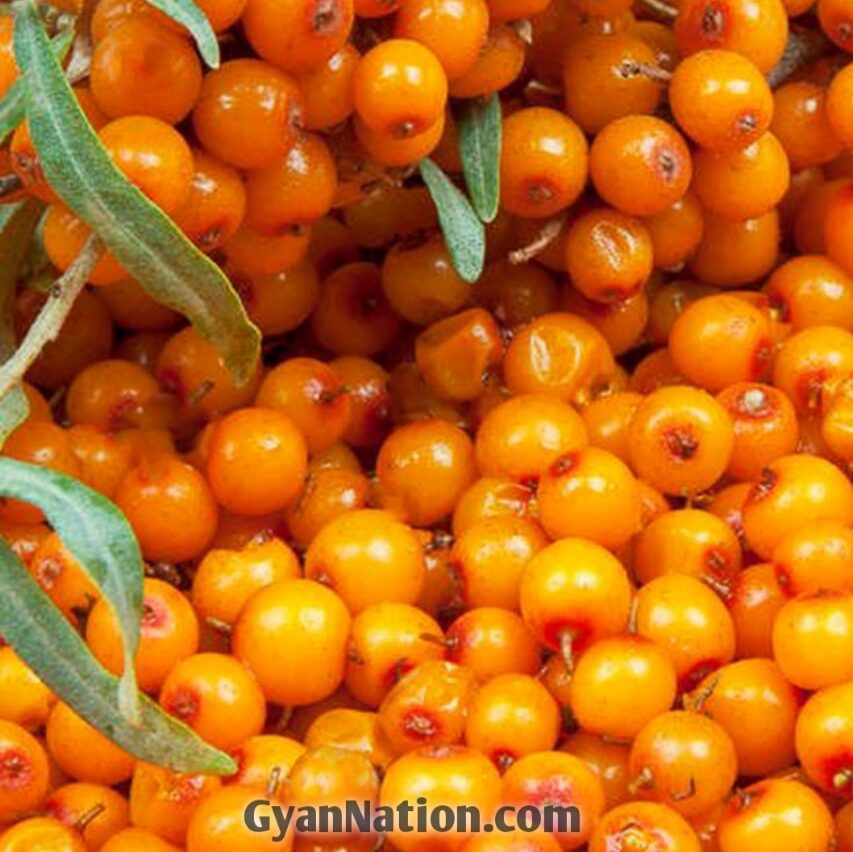 Seabuckthorn